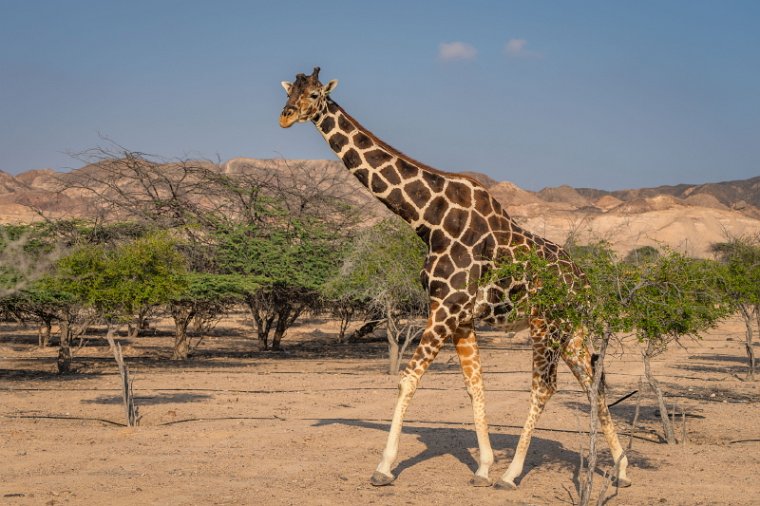 018 Sir Bani Yas.jpg